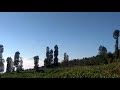 Dieng Tambi