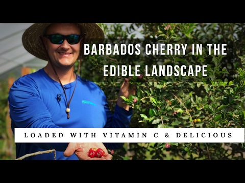 BARBADOS CHERRY: Vitamin C for the Edible Landscape