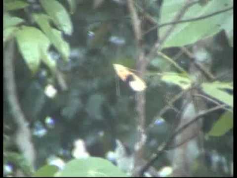 Dudroš čepcový (Malacopteron cinereum) — spev a hlas v prírode