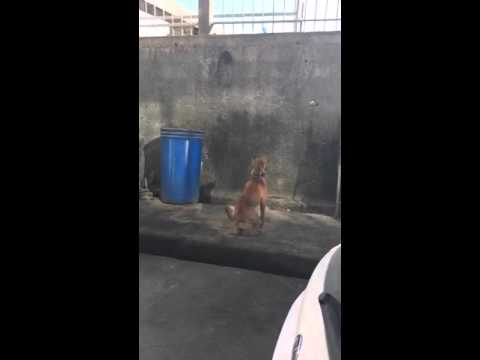 Pitbull Troy Albania