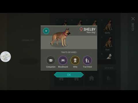 how to get true friend skill in dog last day on earth V 1.9.3