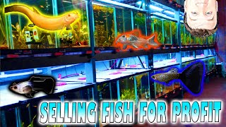 Selling Fish For Profit: My Local Fish Store