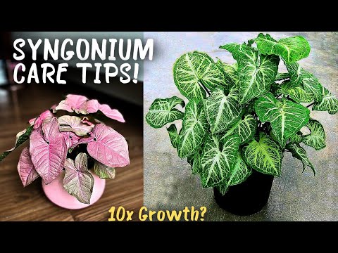 7 GROWTH HACKS: Syngonium Plant Care Tips!