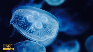 癒しの海音: 海水のASMRで心を潤す