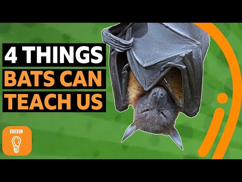 Four things bats can teach us about survival | BBC Ideas