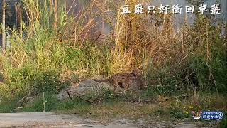 [問卦] 燒死石虎的農民抓到了沒啊