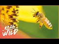 The Secret Success Behind Honey Bees | Real Wild