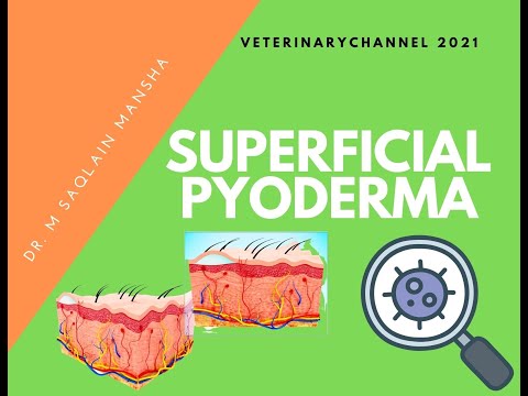 Veterinary Dermatology: The Diagnosis And Treatment Of Superficial Pyoderma In Dogs And Cats
