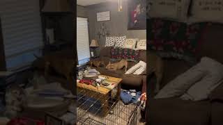 Video preview image #1 American Pit Bull Terrier-Unknown Mix Puppy For Sale in Grafton, WI, USA