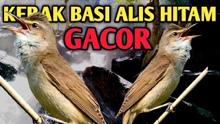 Download lagu KERAK BASI ALIS HITAM GACOR, pancingan burung sincan gacor ngerol  mp3
