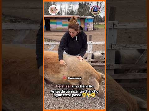 Antes de tiernizar un chancho sigue estos pasos 😂 #humor