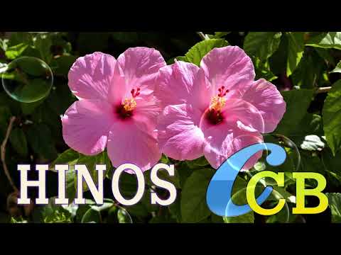 Hino 232,260,115,441🍂CCB Lindos Hinos Cantados 🍂 Congregação Cristã no Brasil