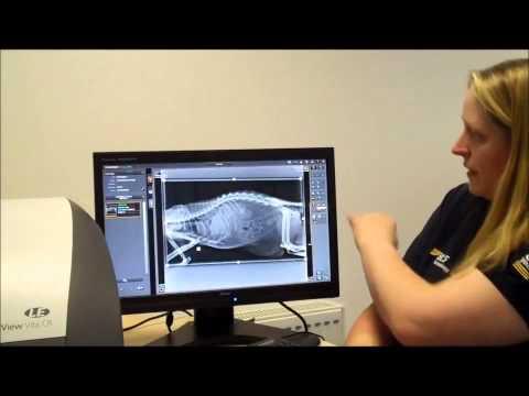 Carestream Veterinary Image Suite Software Step By Step Users Guide