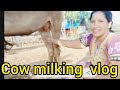 Cow Milking Vlog