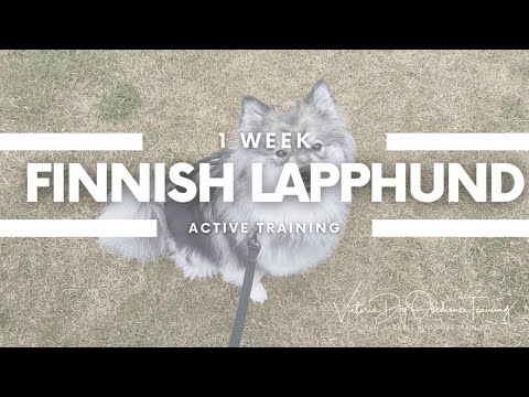 Victoria Dog Obedience Training video.