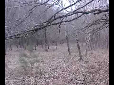 Chasse Griffons Nivernais