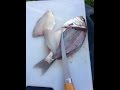 HOW TO FILLET A SURF PERCH