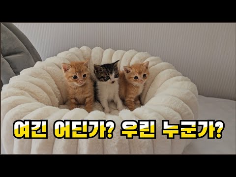 엄마 잃은 천상계 미모 아기고양이 삼형제 등장!!