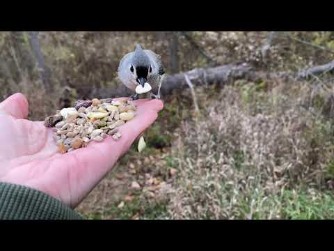 Hand-feeding Birds in Slow Mo - Tufted Titmice, Chickadee, Nuthatch