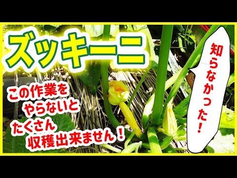 ズッキーニの収穫: 大きくなりすぎないように注意してください 植物