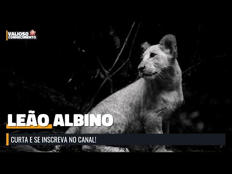 Já tinha visto um leão albino? 🦁 #shorts