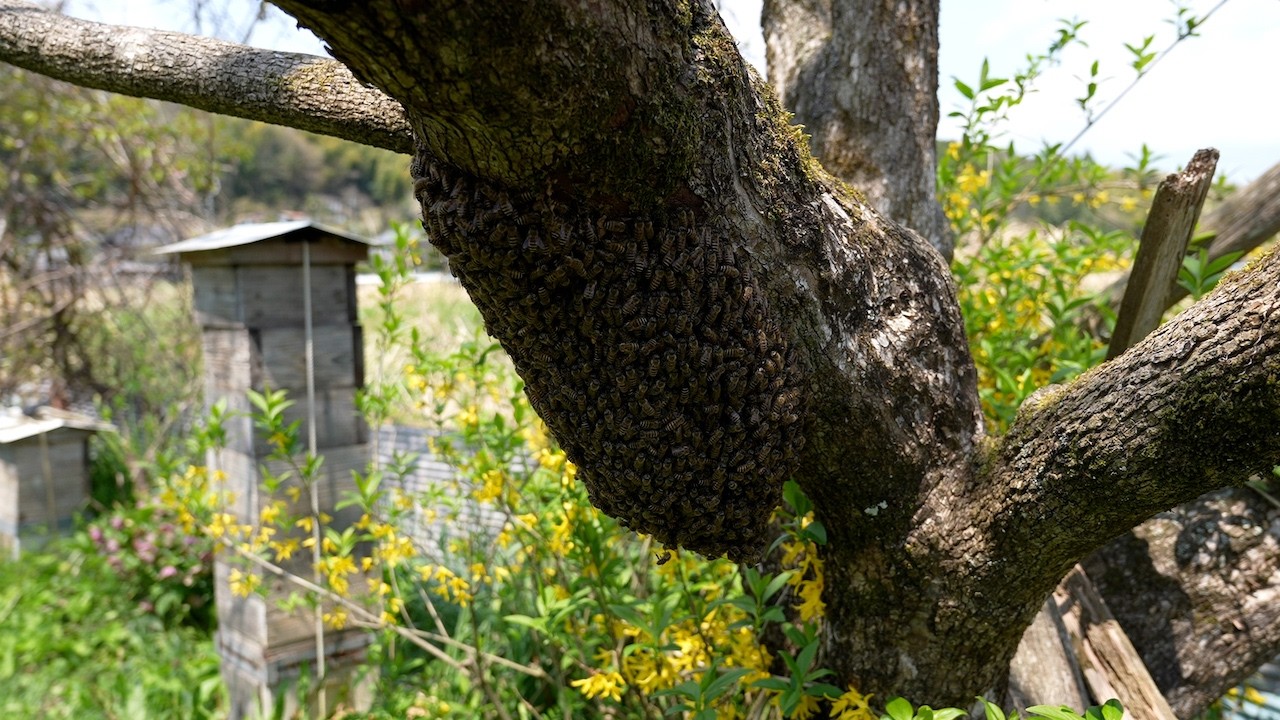 One Queen, 10,000 Followers: Inside a Japanese Honey Bee Swarm