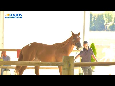 EQUOS MONDO GALOPPO puntata 17