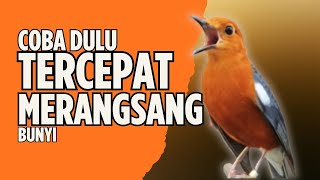 Download lagu LANGSUNG NYAUT 10000 % ‼️ ANIS MERAH MACET BUNYI JIKA DENGAR SUARA INI PASTI NYAUT LANJUT GACOR | 39 mp3