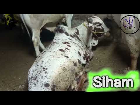 Siham is Angry with Akram Malik #makba #cattle #mandi