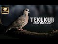 BURUNG TEKUKUR MENGAPA BURUNG TEKUKUR DIANGGAP PEMBAWA TANDA FAKTA ILMIAH YANG JARANG DIBAHAS