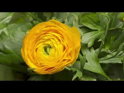 as mais belas musicas espíritas cura da alma ELIZABETE LACERDA