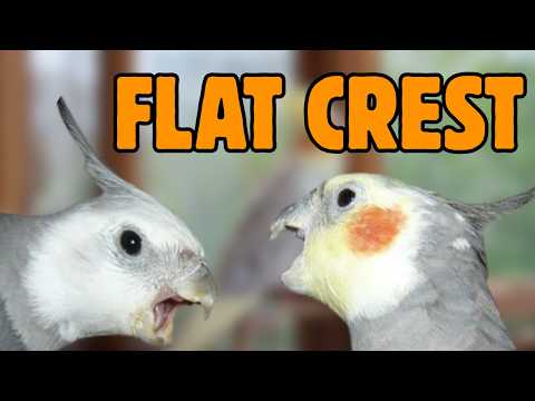 10 Cockatiel Warning Signs You Should NEVER Ignore #cockatiel #cockatielbird #cockatiels