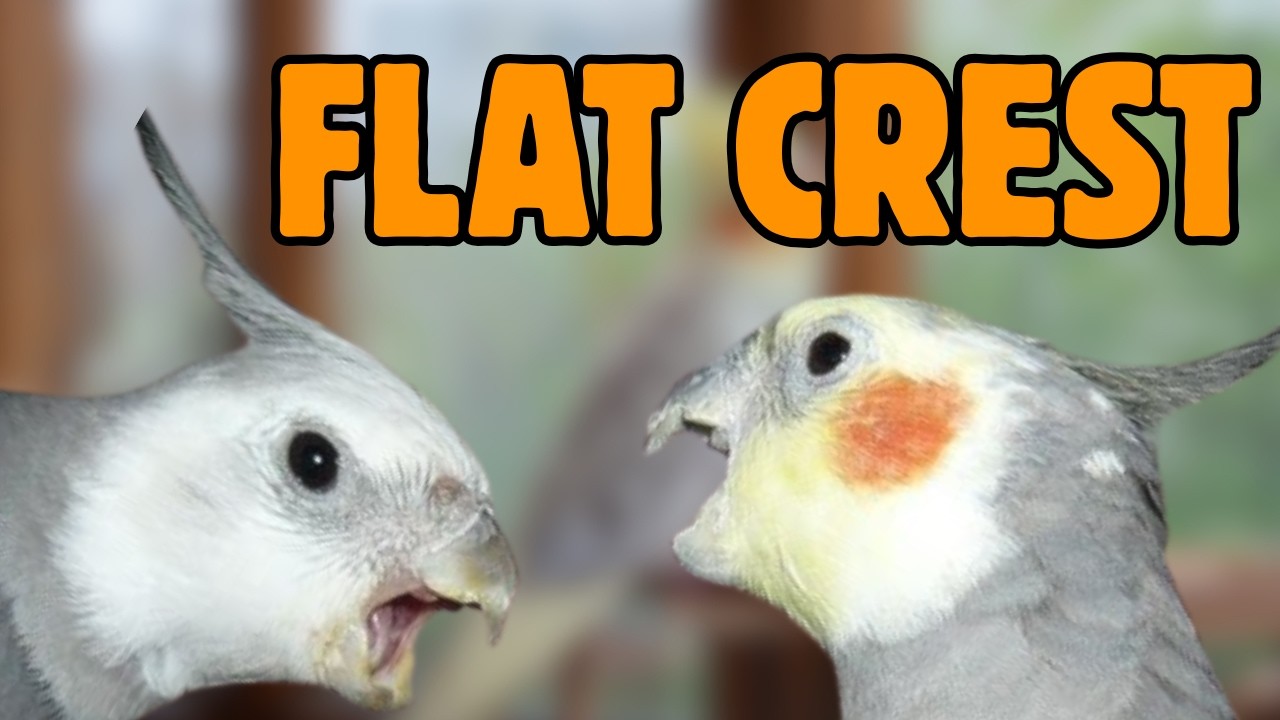 10 Cockatiel Warning Signs You Should NEVER Ignore #cockatiel #cockatielbird #cockatiels