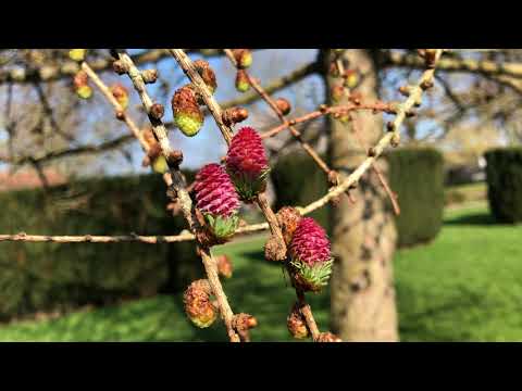 Japanese Larch - branches, twigs, buds & flowers - March 2021