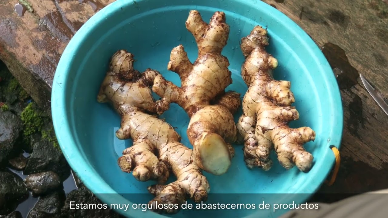 Ginger and Turmeric Products from Doselva Nicaragua