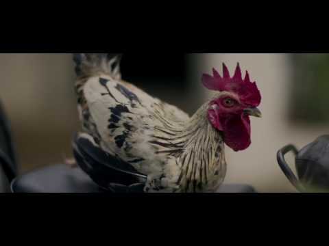 revathi acharyya Birla Gold cement 