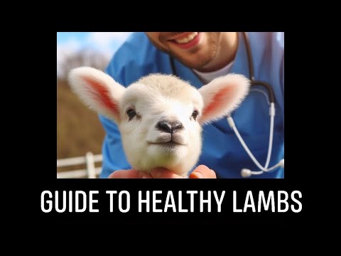 Guide to Healthy Lambs