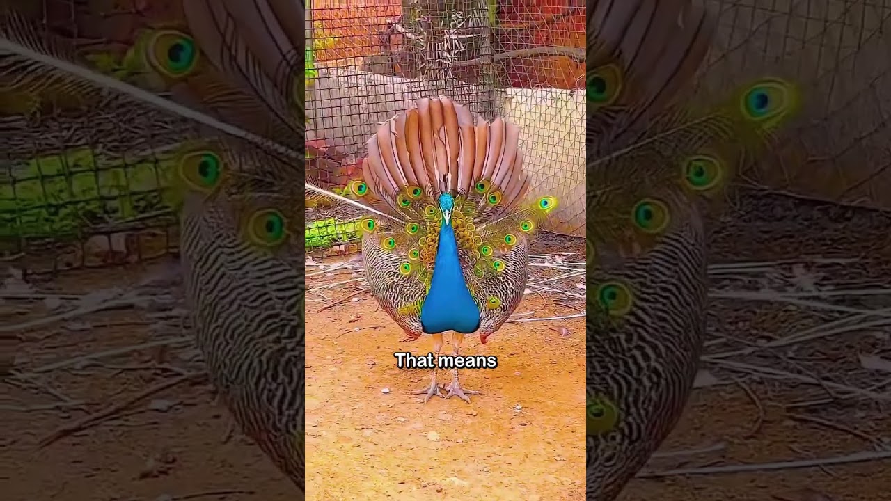 Ever wonder why people pluck peacock feathers? #shorts