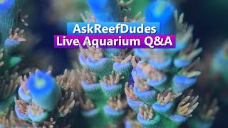 Ask ReefDudes - Live Saltwater Aquarium Reef Tank Q&A