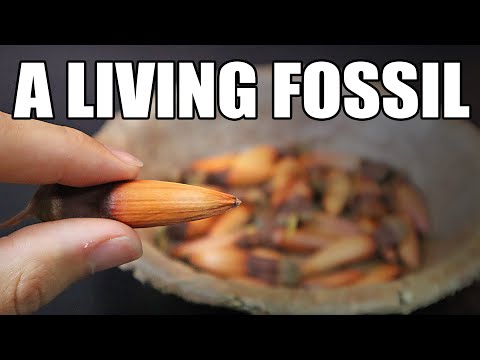 MONKEY PUZZLE SEEDS : Review & Pesto Recipe (Araucaria araucana) - Amazing Plants