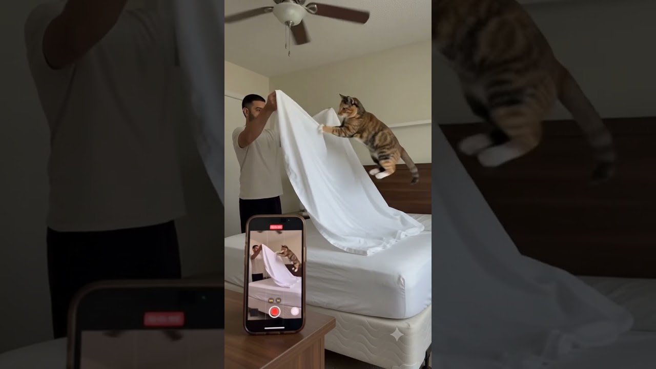 My Cat and the Ceiling Fan Turned a Bedsheet Into a Ghost 👻