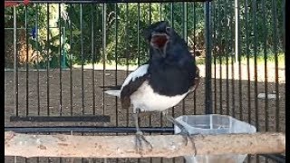 Download lagu kacer BAHAN & TROTOL bakal NYAUT GACOR LEBIH NGEPLONG, Dengan Gacoran Kacer MUDA JOSS ini mp3