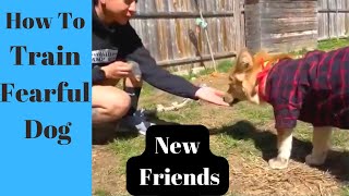 Help Your Dog OVERCOME Fear of People