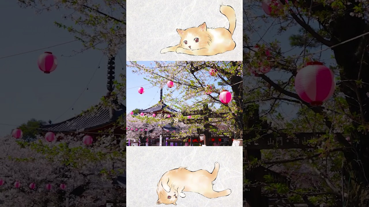 【日本の美しい風景】喜多院・桜祭り~Cherry Blossom Festival~#shorts #桜 #桜祭り #日本の風景 #japantravel #culture #癒し