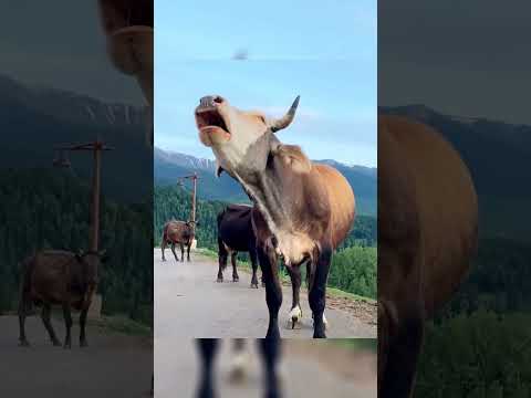 Cow sound #cow #cowvideos #shorts #sapi #caballos #vaqueiro #animals #animalsounds #india #short