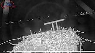 Idaho · Salmon Osprey live stream