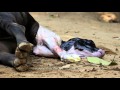 Calf Pops Out Of Mother Cow S Uterus