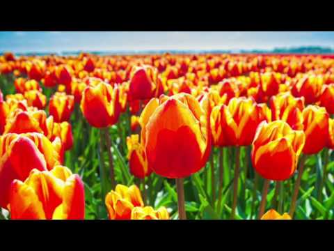 LILA GODDESS MUSIC - Earth my Body - SHAMAN TRIBAL EVOCATIVE CHANT