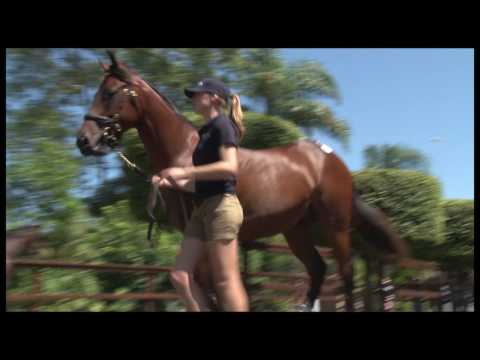 2017 Magic Millions Gold Coast Yearling Sale Day 3 Review