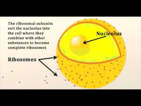 What is a Nucleolus?